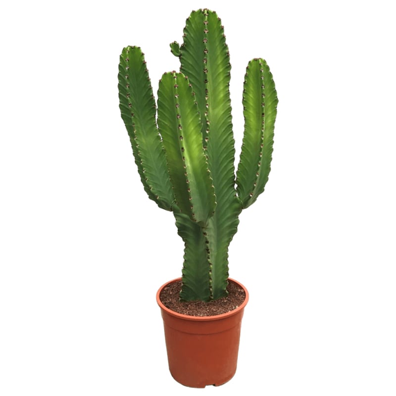 Euphorbia Ingens 60cm