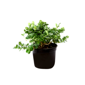 Natal Eriği – Carissa Macrocarpa