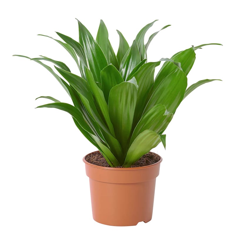 Dracaena Compacta