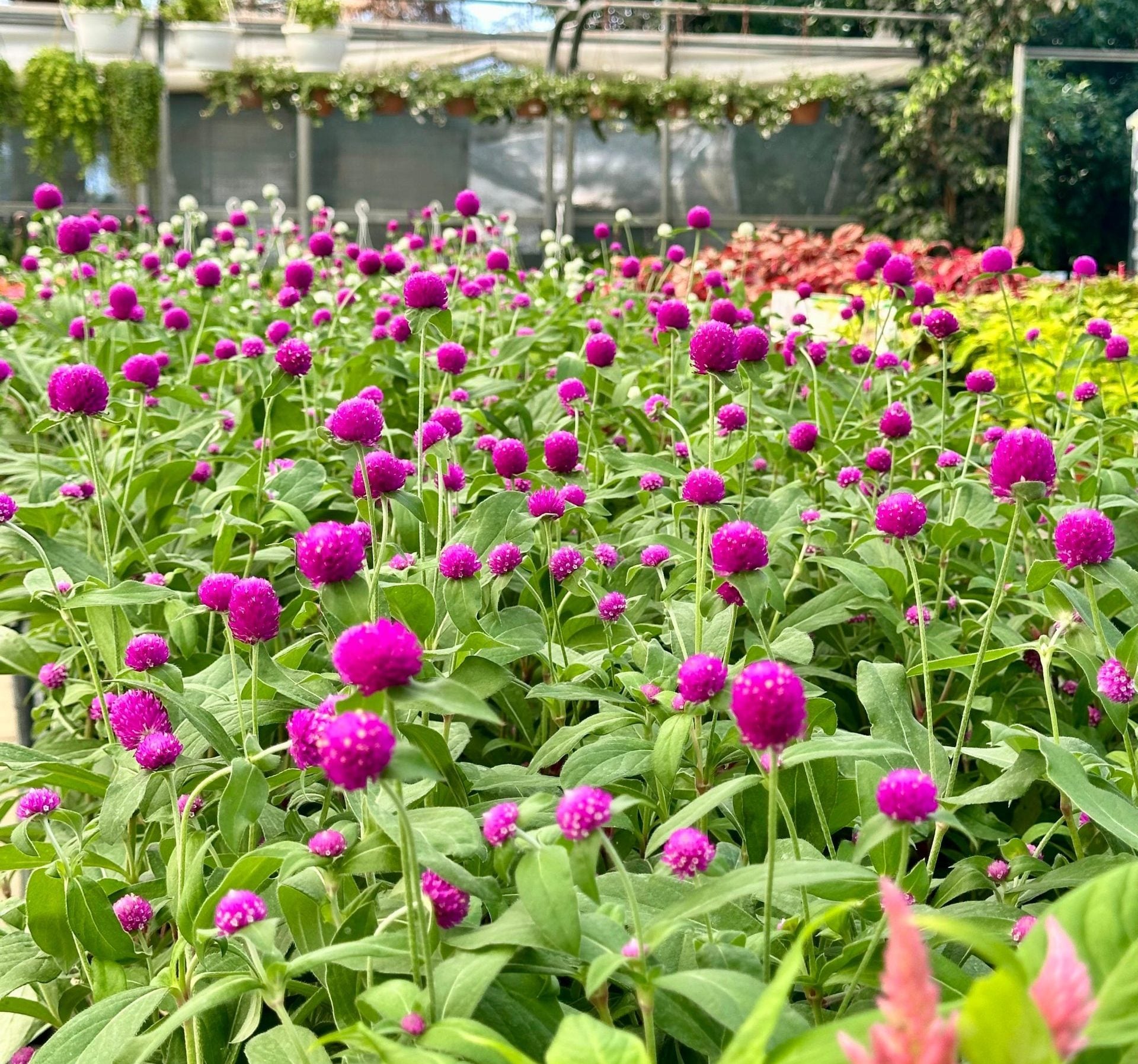 Düğme Çiçeği İri Çiçekli (Gomphrena Ping Pong) 12cm