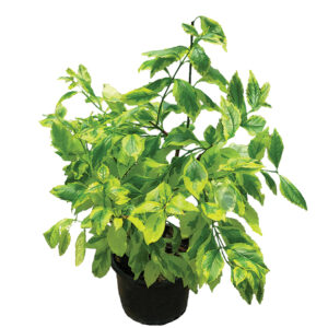 Duranta Alacalı