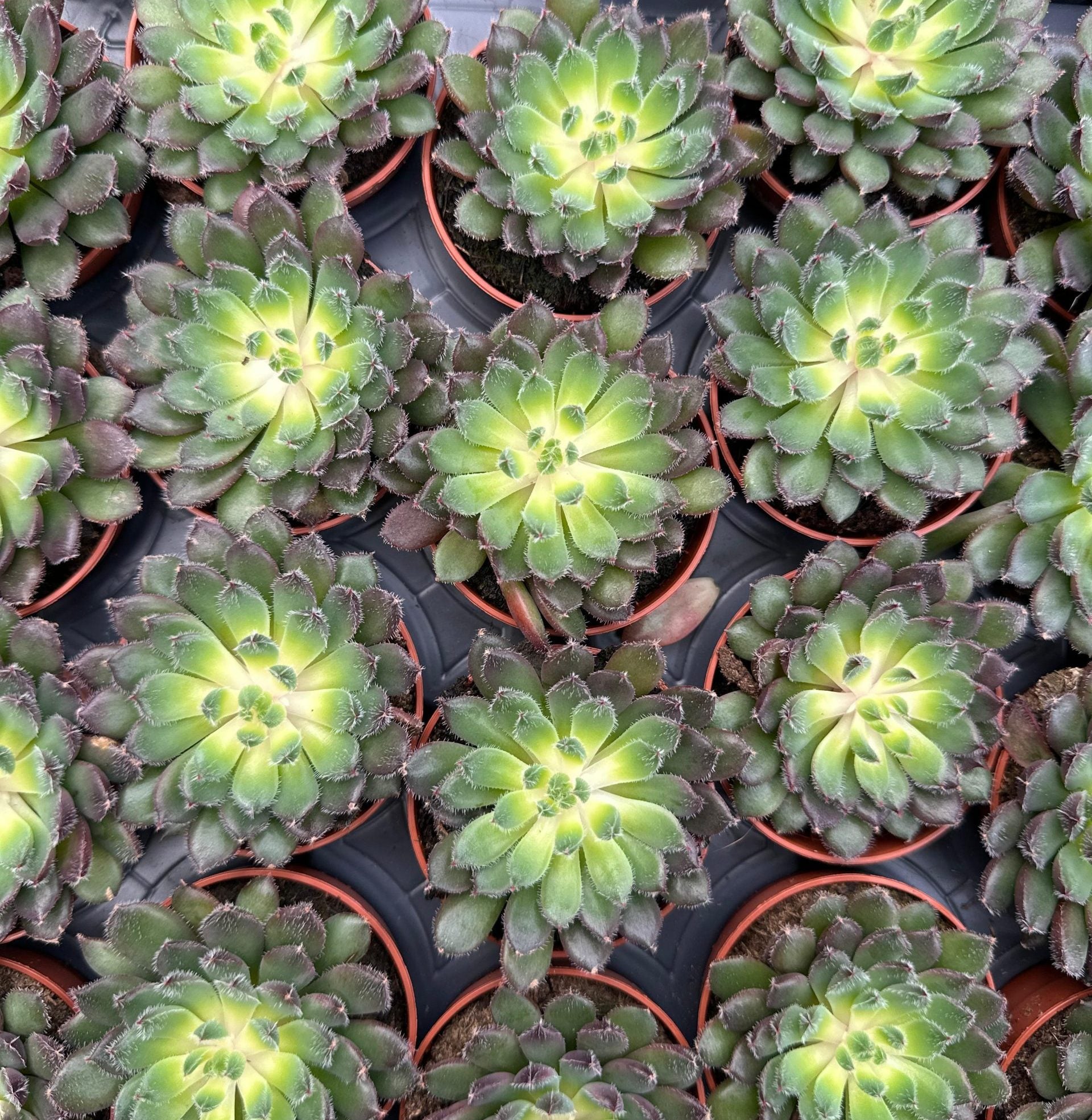 Succulent – Echeveria Mix