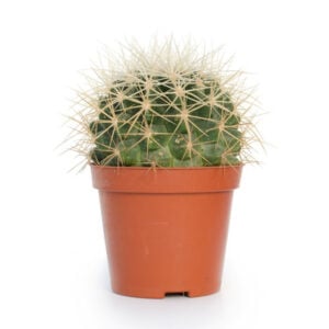 Echinocactus 12cm (Altın Fıçı Kaktüsü)