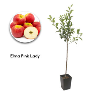 Elma Pink Lady 19cm