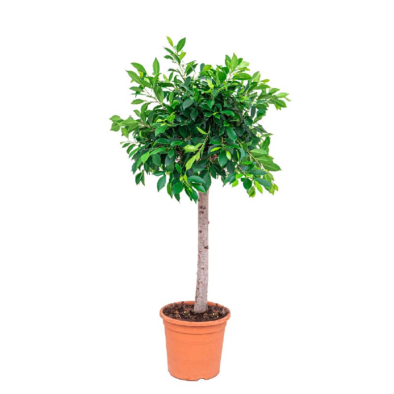 Ficus Nitida 150cm