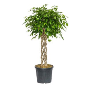 Fıcus Benjamın Sutun Orgu 31CM 60CM