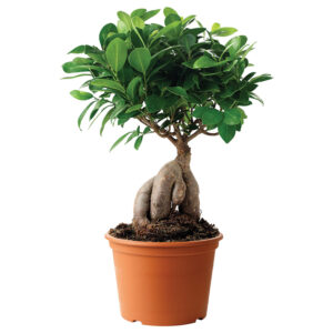 Ficus Ginseng Bonsai 50-60gr