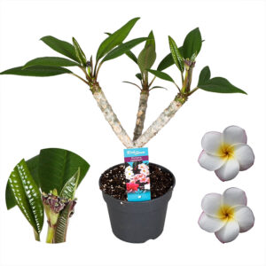 Fitne – Plumeria Alba