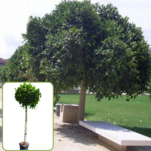 Ficus Australis Avustralya Kauçuğu 2,5 Metre