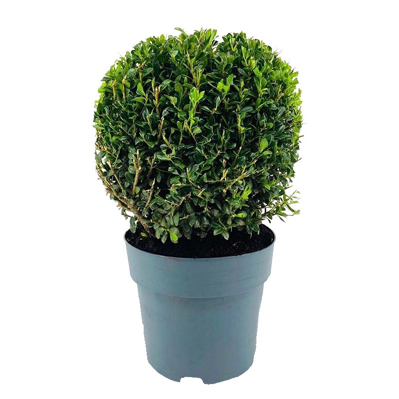 Ilex Crenata Jenny 17cm-40cm
