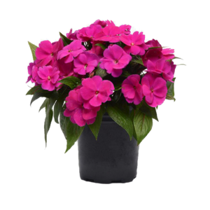 Impatiens Cam Güzeli 17cm
