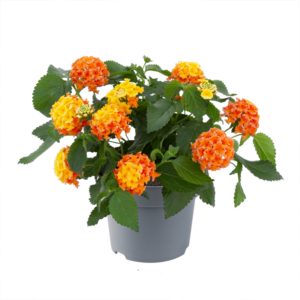 Lantana 14cm