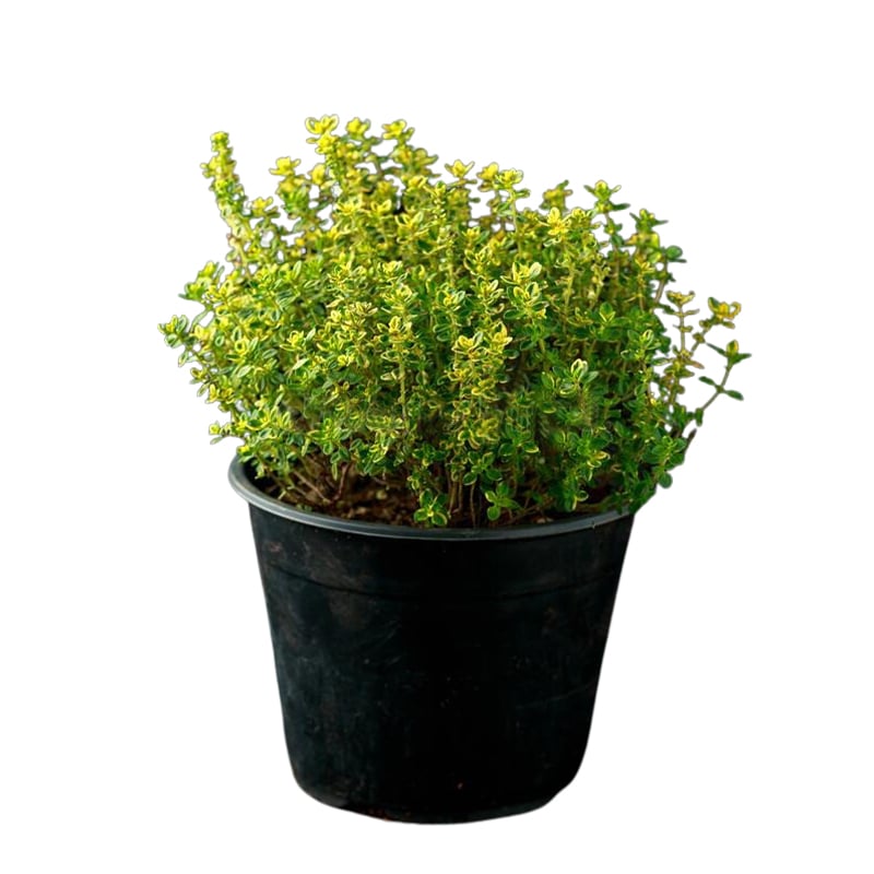 Limon Kekık 14CM