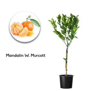 Mandalin W. Murcott