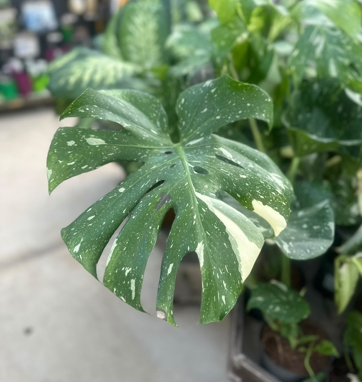 Monstera THAI (Alacalı) 17cm