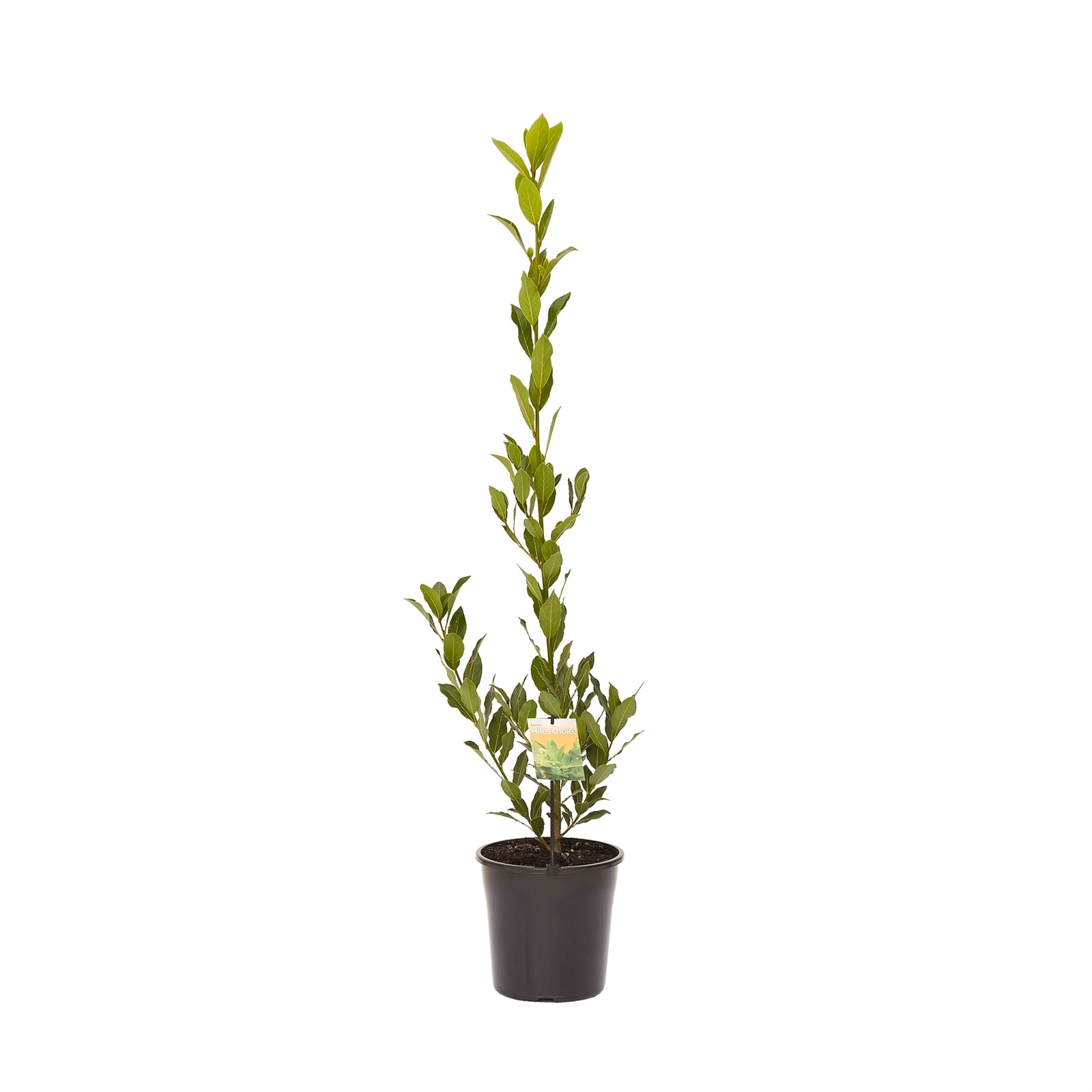 Akdeniz Defnesi Laurus Nobilis 17cm