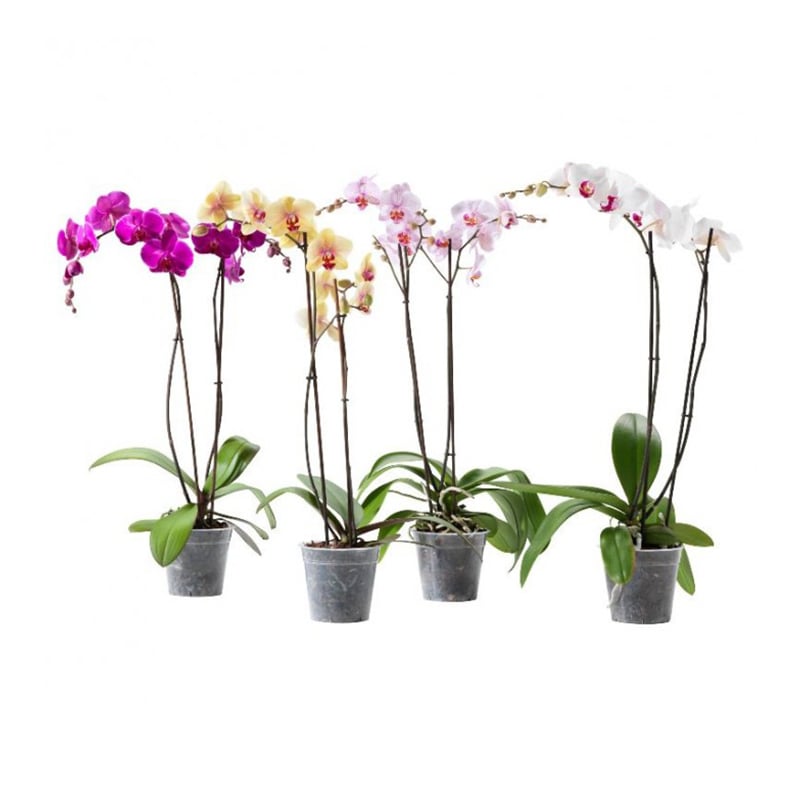 Orkide Phalaenopsis Çift Dal 75cm