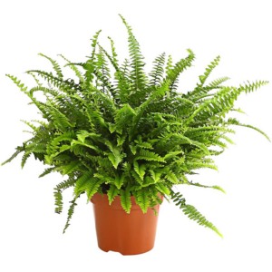Pancur Çiçeği – Nephrolepis 16cm Askılı
