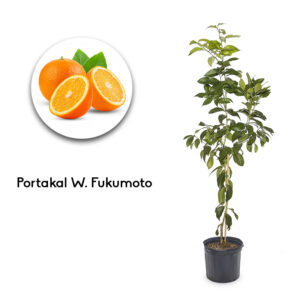 Portakal W. Fukumoto