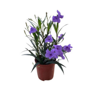 Ruvelya 17cm