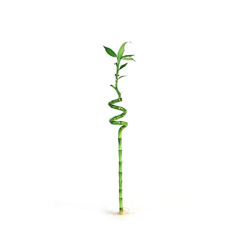 Şans Bambusu Dra. Bamboo 100cm