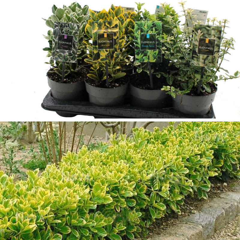Taflan Euonymus Mix