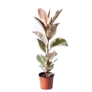 Ficus Elastica Tineke Kauçuk Ağacı