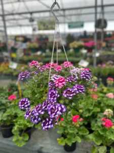 Verbena (Mine) 19cm Askılı Saksı