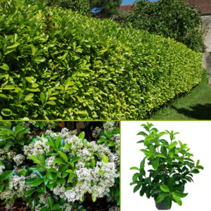 Viburnum Lucidum