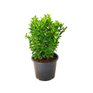 Euonymus Japonicus – Taflan Mix 30-40cm