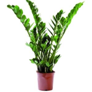Zamioculcas 17cm 60-65cm