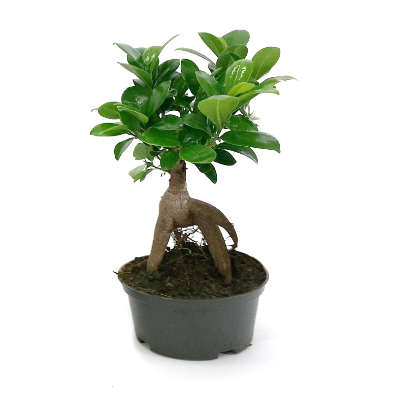 Ficus Ginseng Bonsai 100-200gr