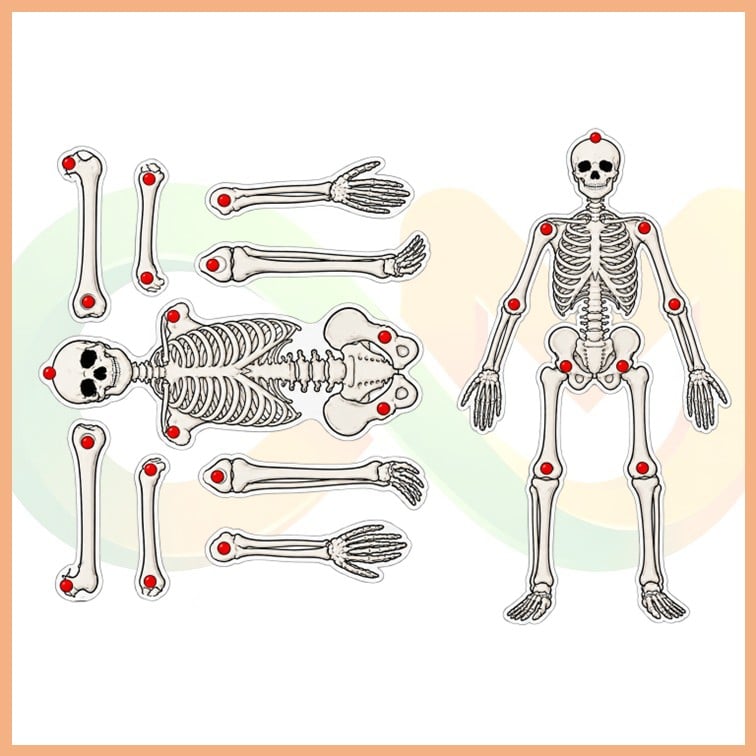 İskelet Sistemi Modeli (Kutulu)