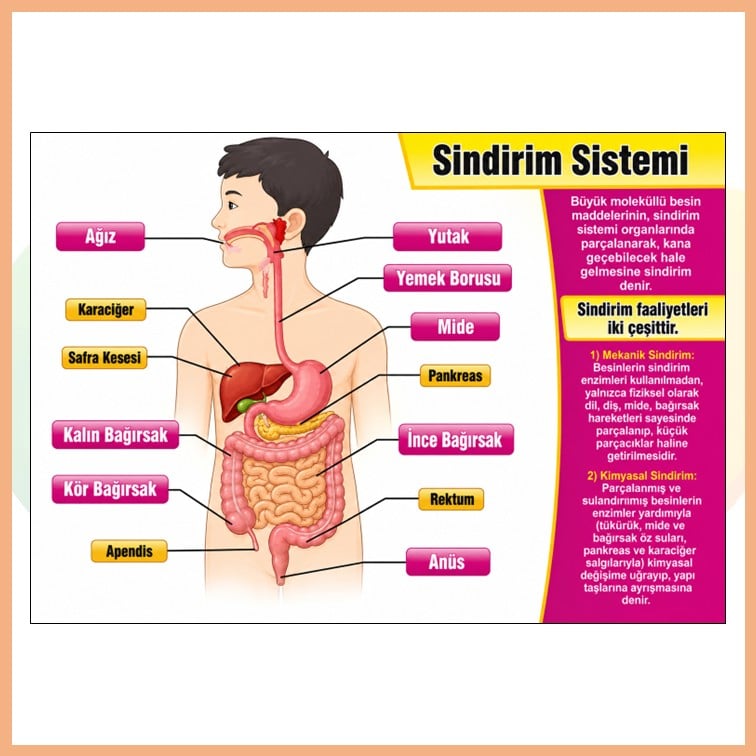 Sindirim Sistemi Afişi