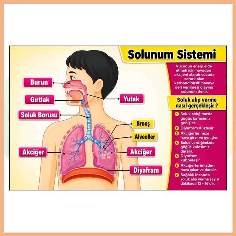 Solunum Sistemi Afişi