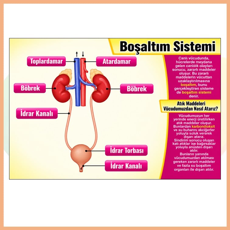 Boşaltım Sistemi Afişi