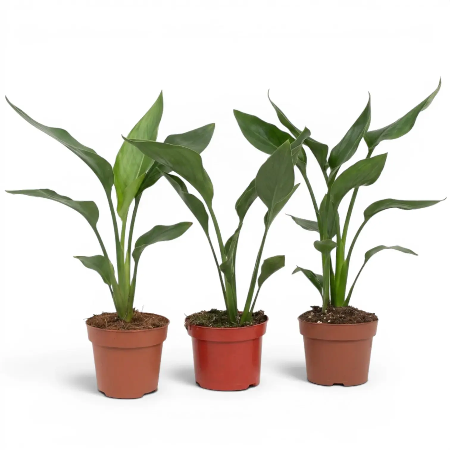Turuncu Cennet Kuşu – Streletzia Reginae 17cm