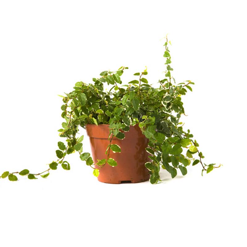 Ficus Pumila Green Sunny 13cm