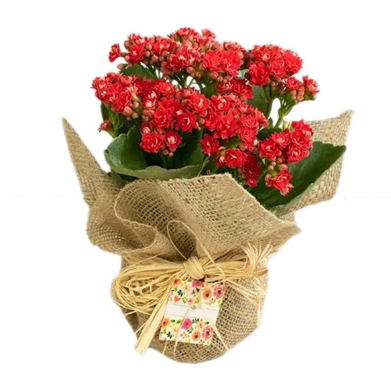 *Kalanchoe Blossfeldiana – Hediyelik