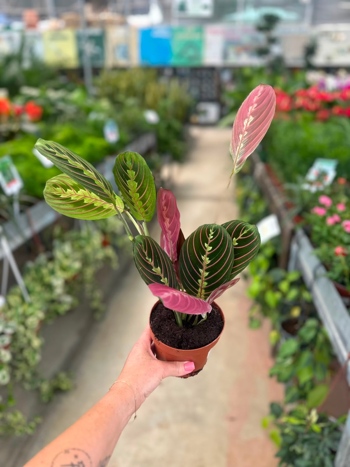 Calathea Marantha