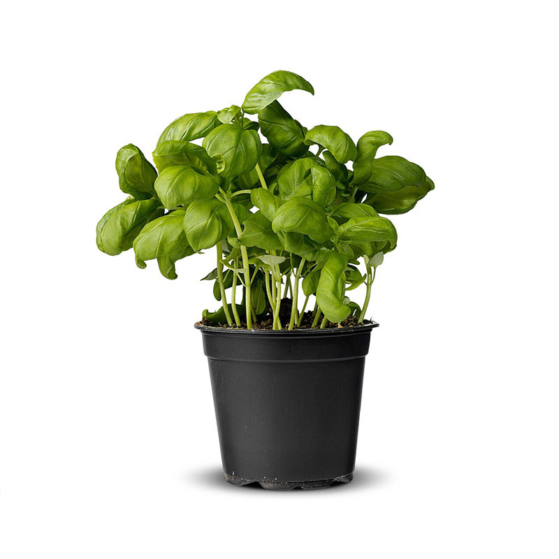 Feslegen Yerli 13CM