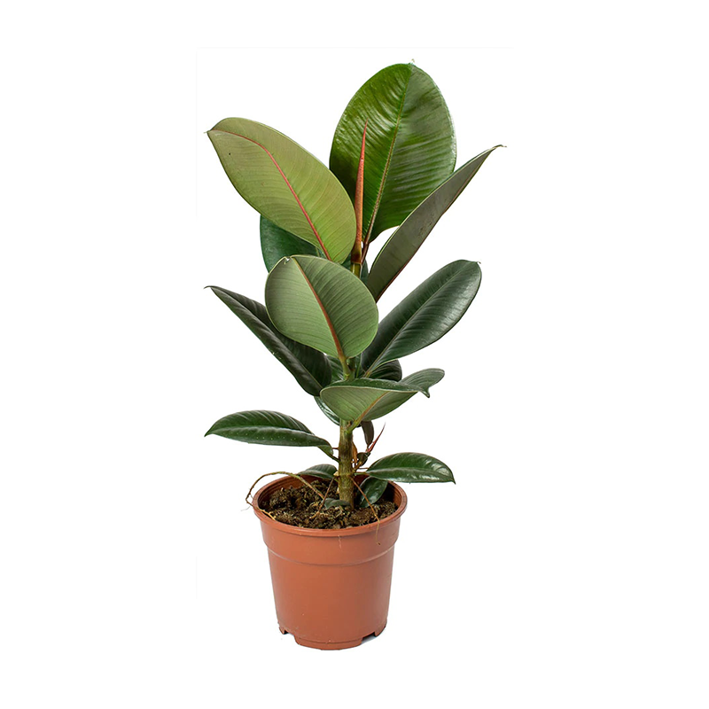 Ficus Robusta Kauçuk Ağacı 17cm